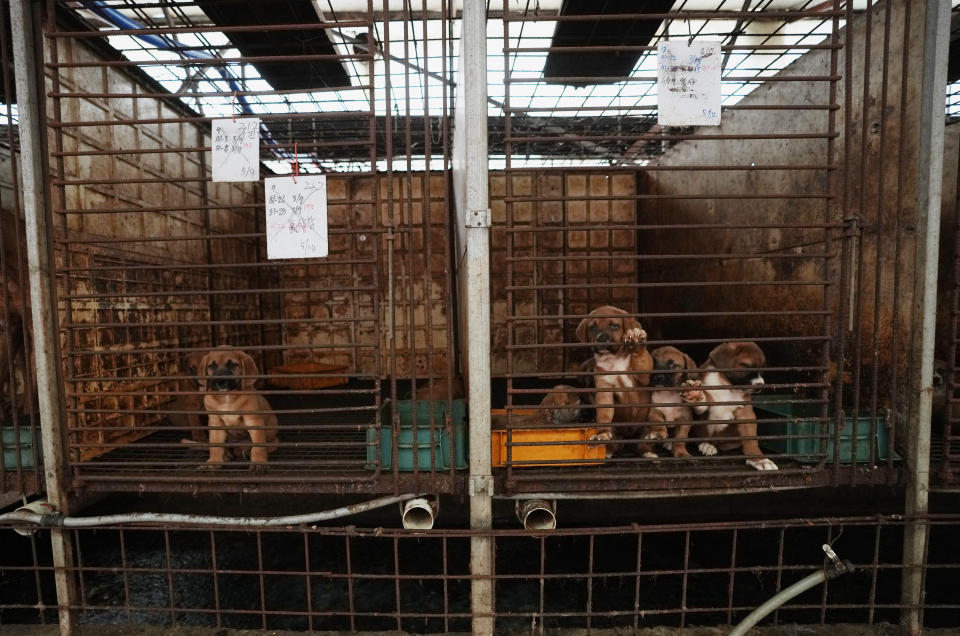 Dogs are seen in cages at a dog farm in Pyeongtaek, South Korea, Tuesday, June 27, 2023. Dog meat consumption, a centuries-old practice on the Korean Peninsula, isn't explicitly prohibited or legalized in South Korea. But more and more people want it banned, and there's increasing public awareness of animal rights and worries about South Korea’s international image. (AP Photo/Ahn Young-joon)