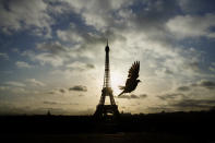 <p>A bird flies in front of the Eiffel Tower, which was closed on the first of three days of national mourning, Nov. 15, 2015. (Photo: Daniel Ochoa de Olza/AP) </p>