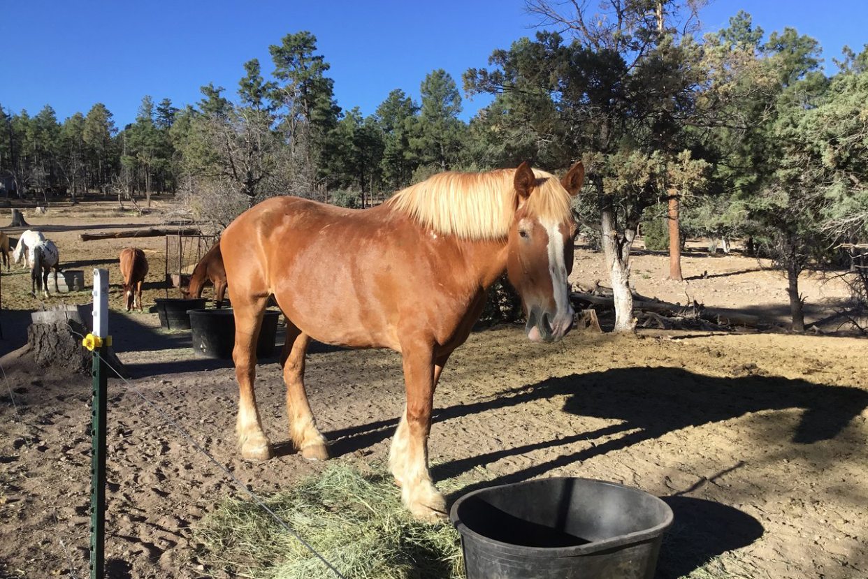 Geronimo Trail Guest Ranch New Mexico