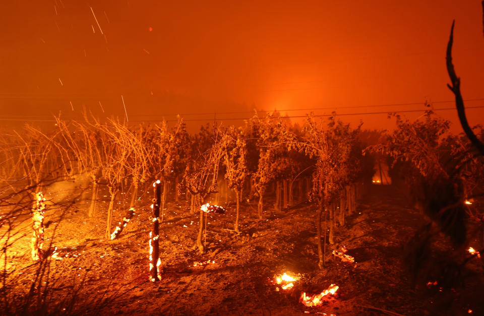 Grape vines at St. Helena's Chateau Boswell Winery burn on Sunday.