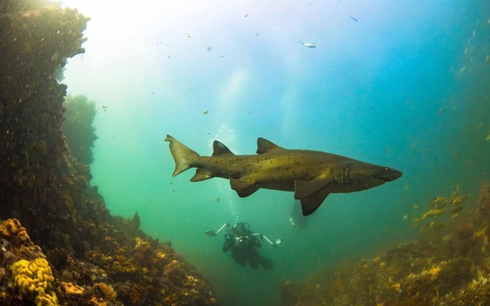 在伊麗莎白港潛水，有機率近距離看到鋸齒鯊。（圖／翻攝潛水協會PIDA官網）