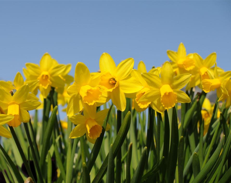 yellow daffodils