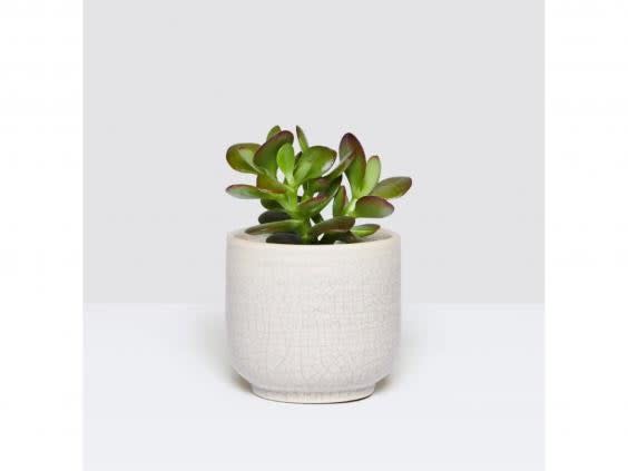 Add some life into your room with foliage (Patch Plants)
