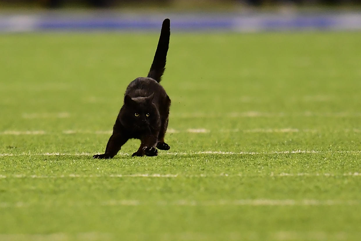 A black cat runs on the field during the second quarter of a New York Giants and Dallas Cowboys game at MetLife Stadium. (Getty Images)