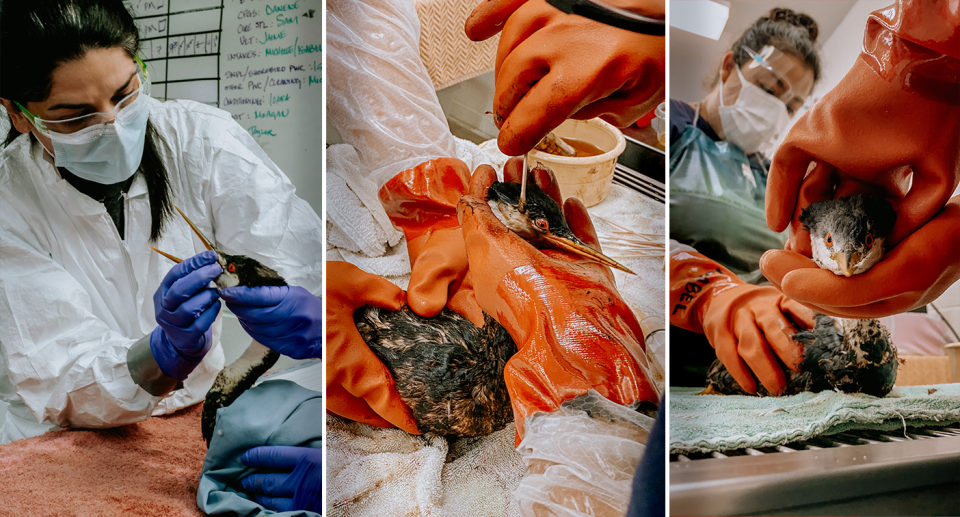 Three images of a darter being checked by a specialist, with oil samples being taken.