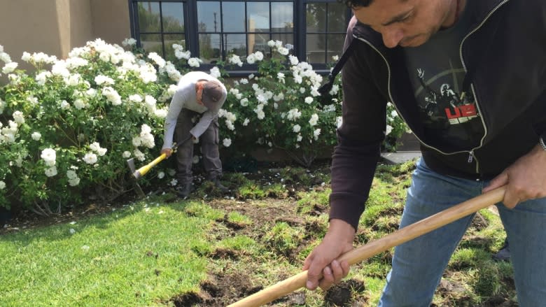 Drought-stricken Californians turfing their turf for cash