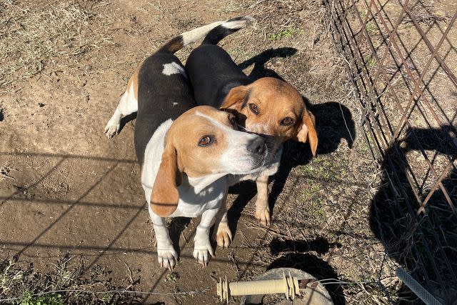 <p>Beagle Freedom Project</p> Two beagles in an outdoor enclosure at the former animal testing facility shut down by the Beagle Freedom Project