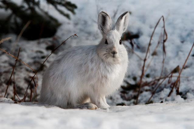 Snowshoe hares usually turn white in winter and brown in summer: US National park Service/Creative Commons