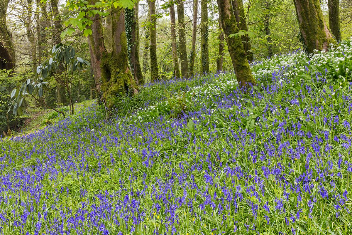 Bluebells in Pigeon Wood, Aberglasney <i>(Image: Nigel McCall)</i>