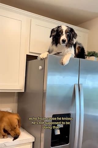 <p>@embracingecho/tiktok</p> Echo the Australian shepherd