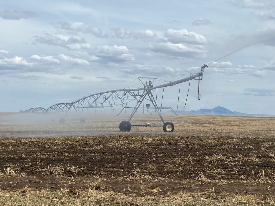Proposed changes to an interprovincial water agreement come on the heels of plans in both Alberta and Saskatchewan to ramp up irrigation, as persistent drought damages crop yields. (Elise Walker/CBC - image credit)