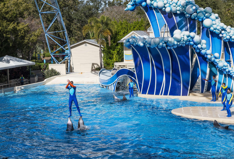 A person in a wetsuit rides on the noses of dolphins at a dolphinarium. 