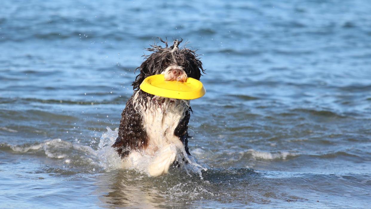 Portuguese water dog retrieving frisbee