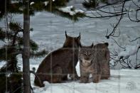 Parks Canada employee Alex Taylor snapped this photo when visitors to Banff National Park that a mother lynx and her kitten were attempting to cross the Trans-Canada Highway.