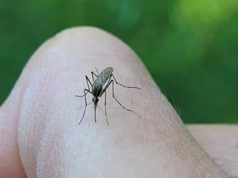 La ciudad y toda el Área Metropolitana está atravesando una segunda oleada de mosquitos provocados por las últimas lluvias