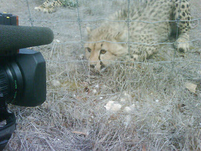 Monarto Zoo cheetahs need names