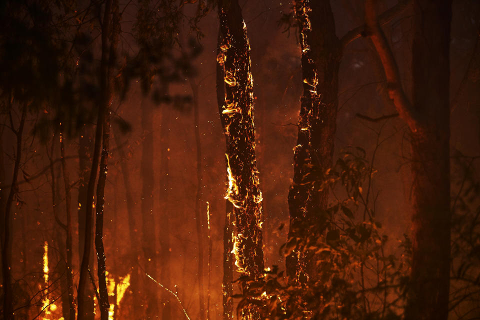 COLO HEIGHTS, AUSTRALIA - NOVEMBER 15: A bushfire is seen along Putty Road on November 15, 2019 in Colo Heights, Australia. The warning has been issued for a 80,000-hectare blaze at Gospers Mountain, which is burning in the direction of Colo Heights. An estimated million hectares of land has been burned by bushfire across Australia following catastrophic fire conditions - the highest possible level of bushfire danger - in the past week. A state of emergency was declared by NSW Premier Gladys Berejiklian on Monday 11 November and is still in effect, giving emergency powers to Rural Fire Service Commissioner Shane Fitzsimmons and prohibiting fires across the state. Four people have died following the bushfires in NSW this week. (Photo by Brett Hemmings/Getty Images)