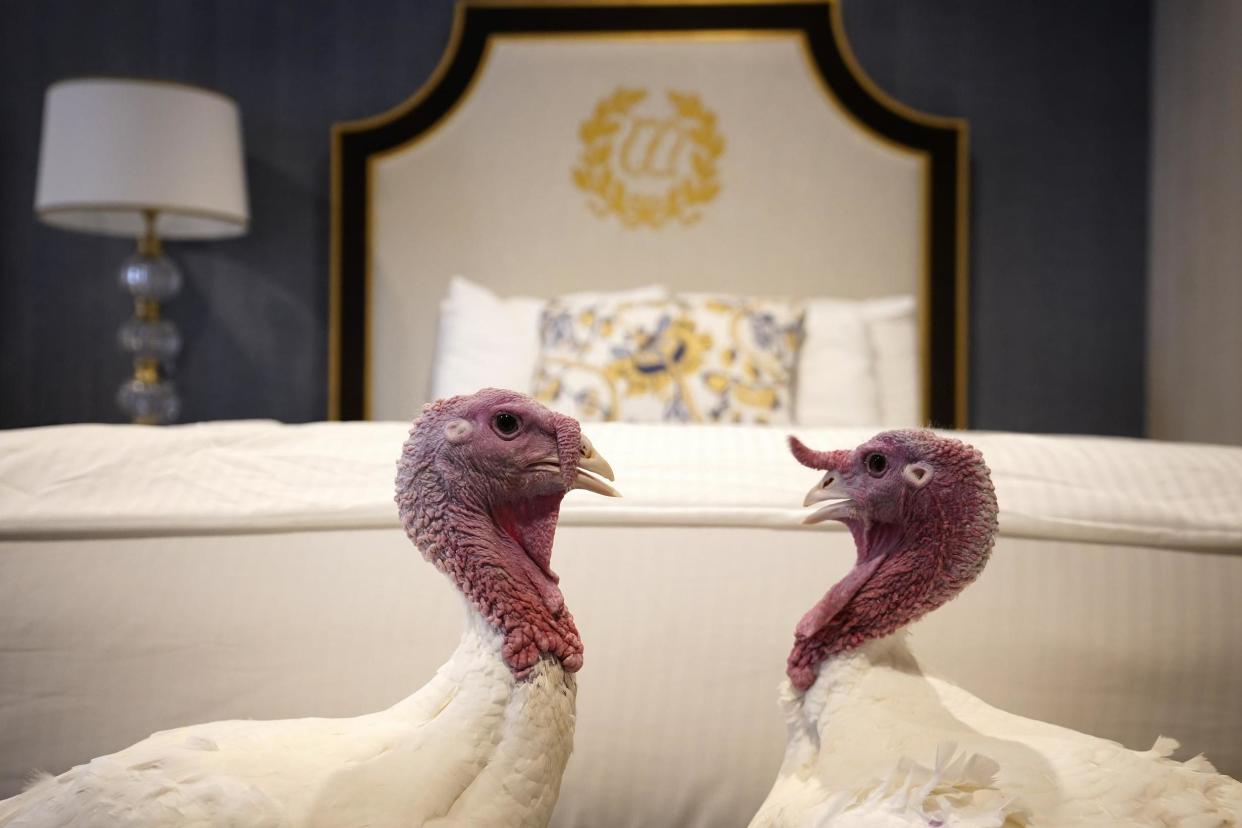 Bread and Butter, the National Thanksgiving Turkey and its alternate, at the Willard Hotel: Getty