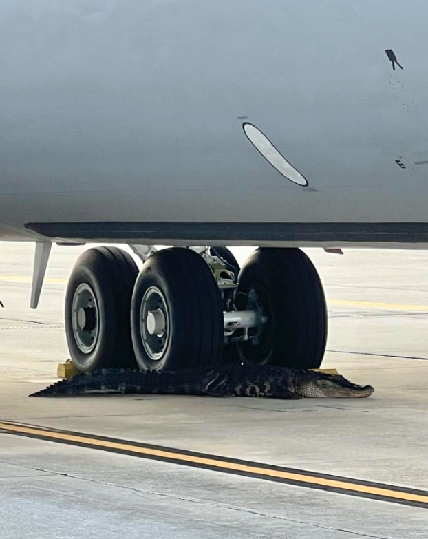 A large alligator walked onto the tarmac at MacDill Air Force Base south of Tampa, and parked itself until Florida Fish and Wildlife Commission arrived to remove it. Not without a fight though.