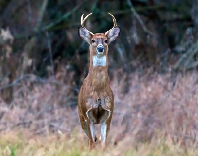 TPW Commission approves 2024-25 statewide hunting, migratory game bird  regulations