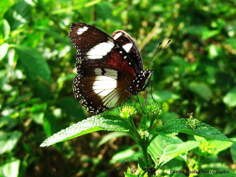 Travel Wildlife Eggfly Butterfly