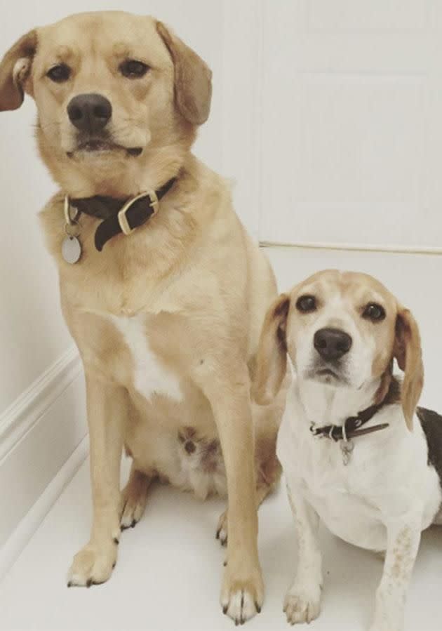 Say hello to Bogart and Guy. Photo: Instagram/meghanmarkle