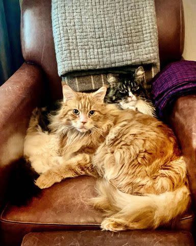 <p>Nacho Flay/Instagram</p> Nacho sitting with Bobby Flay's other cat, Stella