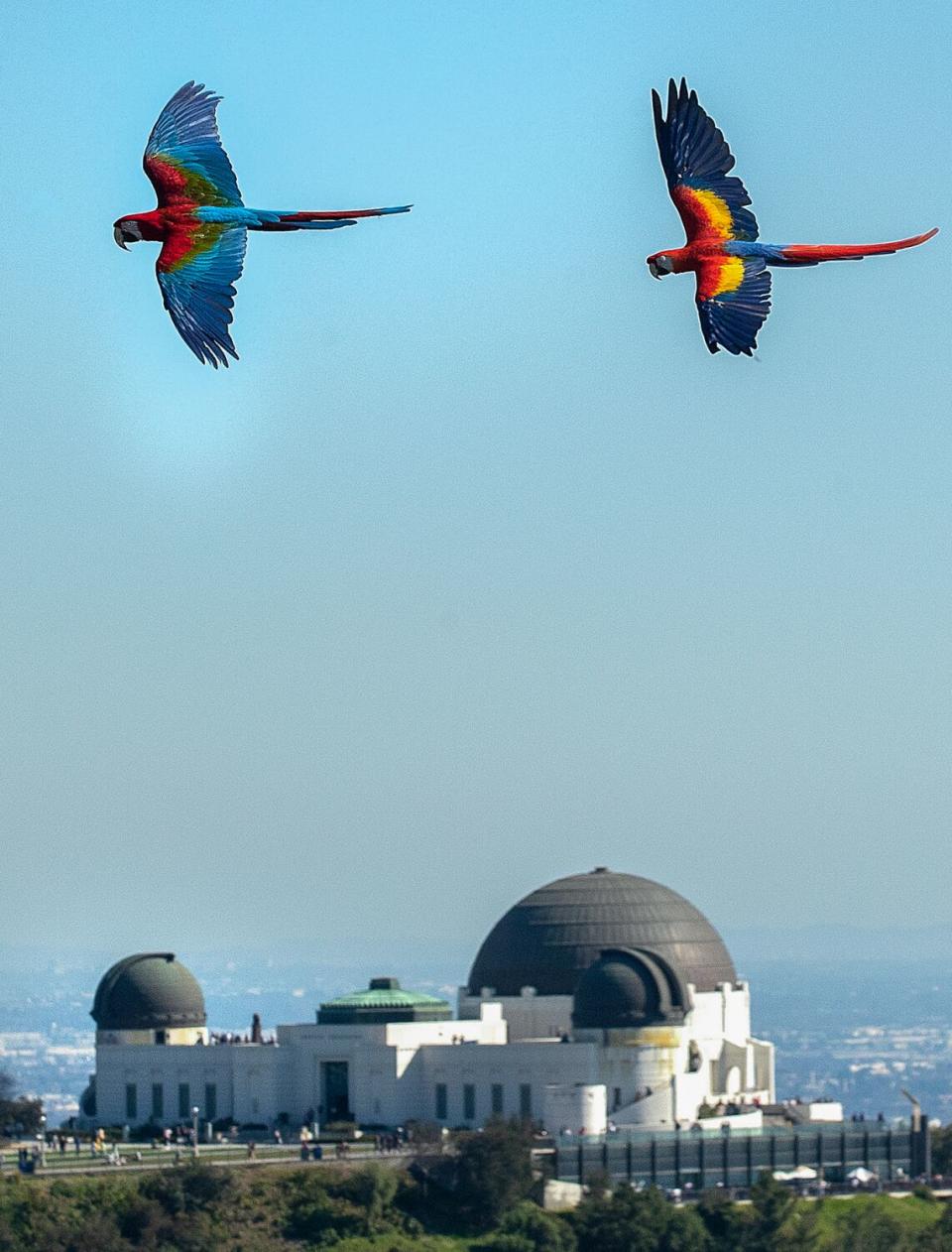 Two macaws fly over the Griffith Observatory.