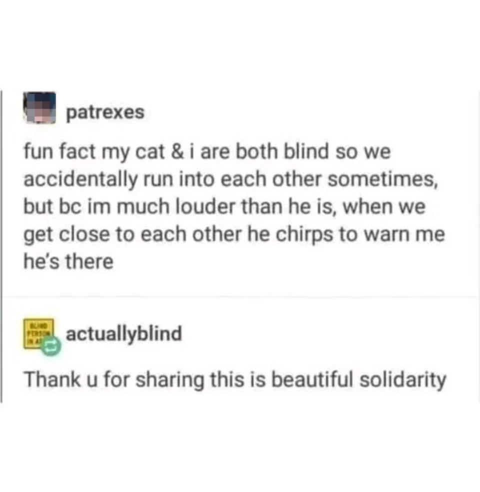 A social media post where patrexes shares a story about their cat and them being blind and how the cat warns them with a chirp to avoid collisions. actuallyblind replies, appreciating the solidarity