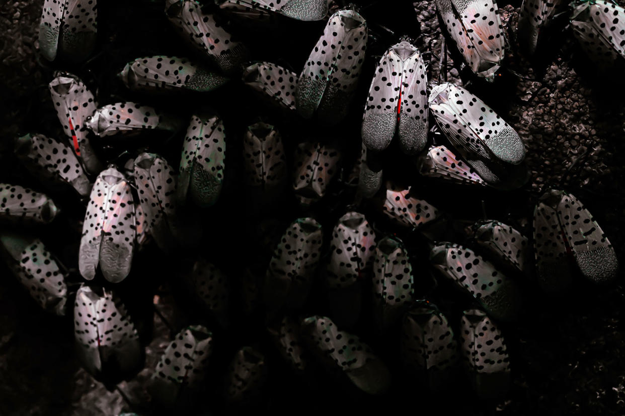 Spotted Lanternflies Getty Images/Michael J Romano