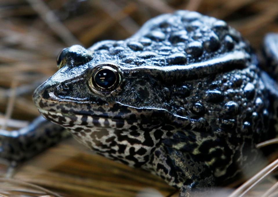 The Supreme Court opened its 2018 term Monday shorthanded by the battle over Brett Kavanaugh's nomination, but that didn't stop the justices from debating the fate of the endangered dusky gopher frog.