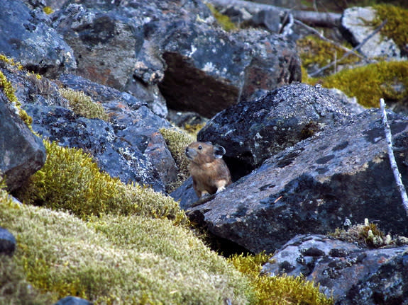 A pika in the Columbia River Gorge.