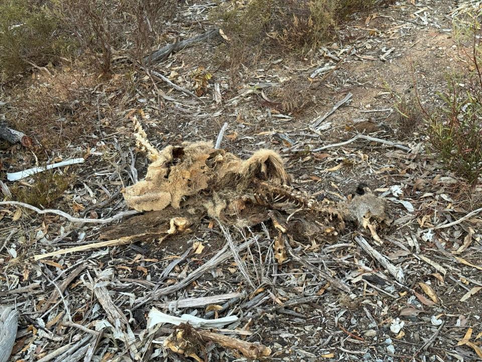 A decaying carcass of a kangaroo north of the South Para Reservoir. 