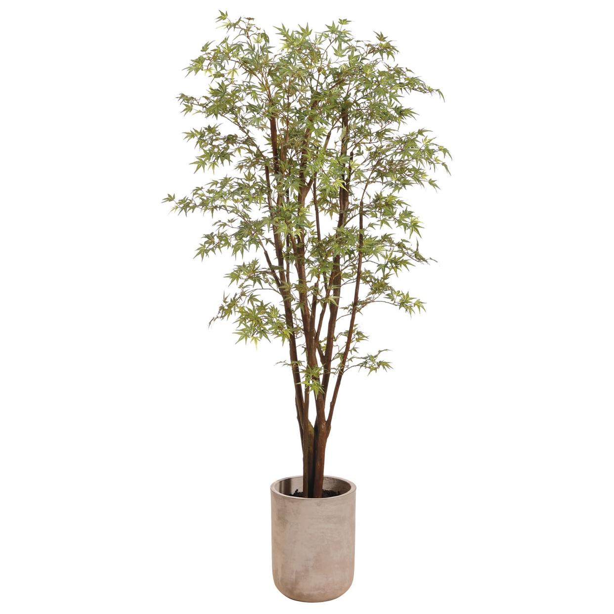 <p><a href="https://go.redirectingat.com?id=74968X1596630&url=https%3A%2F%2Fwww.westelm.com%2Fproducts%2Ffaux-potted-mini-japan-maple-tree-d13932&sref=https%3A%2F%2Fwww.housebeautiful.com%2Flifestyle%2Fgardening%2Fg30319232%2Ffront-door-plants%2F" rel="nofollow noopener" target="_blank" data-ylk="slk:Shop Now;elm:context_link;itc:0;sec:content-canvas" class="link rapid-noclick-resp">Shop Now</a></p><p>Faux Potted Mini Japanese Maple Tree</p><p>West Elm</p><p>$699.00</p><span class="copyright">Williams Sonoma</span>