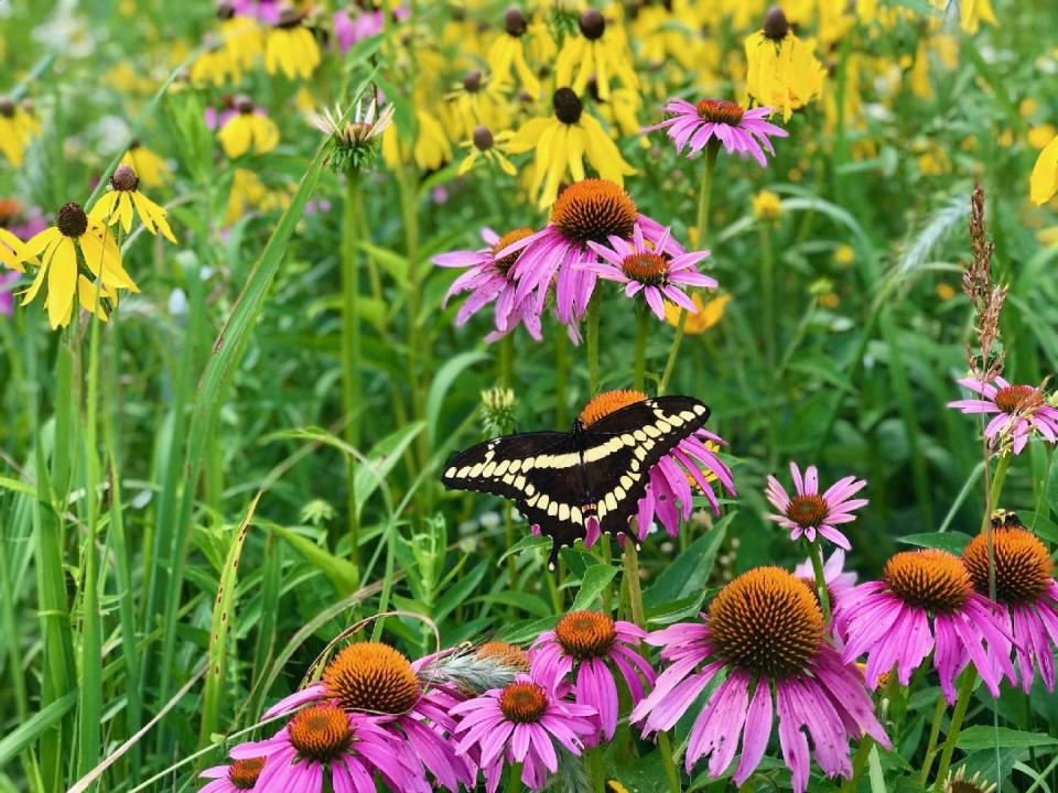 A giant swallowtail flutters through a restored prairie in Dane County. The giant swallowtail is the largest butterfly in Wisconsin with a wingspan that
can exceed 5 inches, according to wisconsinbutterflies.org.