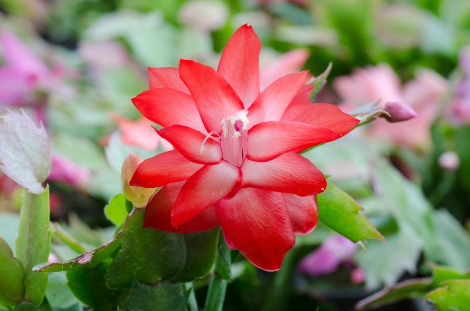 christmas cactus growing tips