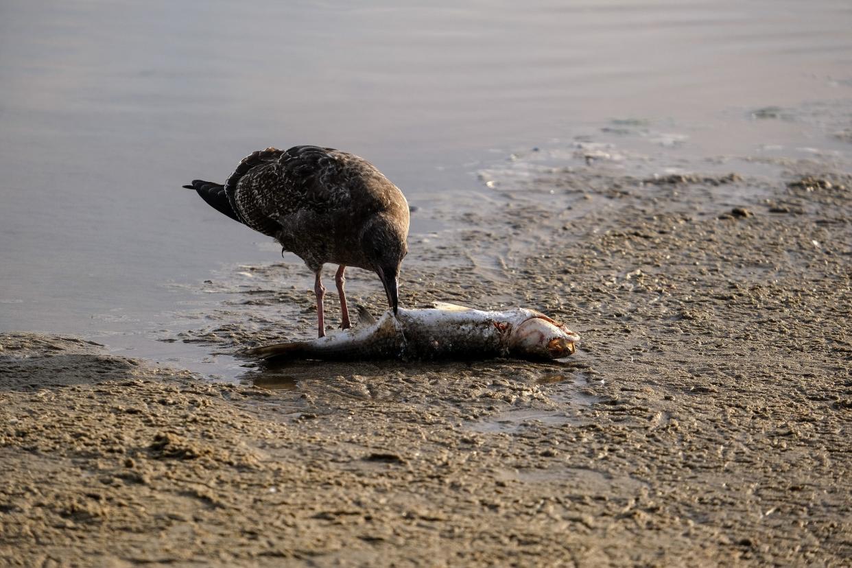 A seagull eats a dead fish after an oil spill in Huntington Beach, Calif., on Monday, Oct. 4, 2021. A major oil spill off the coast of Southern California fouled popular beaches and killed wildlife while crews scrambled Sunday to contain the crude before it spread further into protected wetlands.