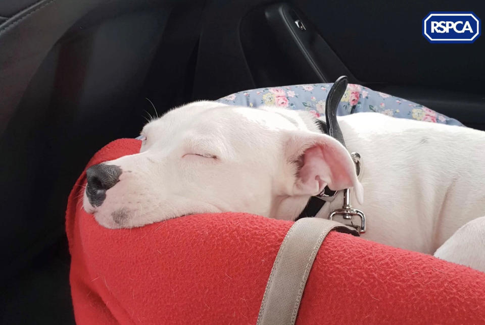 The Staffordshire bull terrier, who has been named Snoop, that was abandoned at the side of the road in Trentham, Stoke-on-Trent on Monday December 17. (PA).