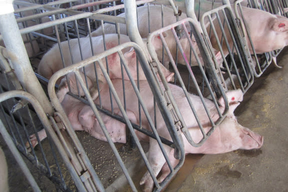 For one month concluding in December 2010, an HSUS investigator worked inside a Virginia factory farm documenting the inhumane treatment of female breeding pigs and piglets. This Murphy-Brown facility is the livestock production subsidiary of S