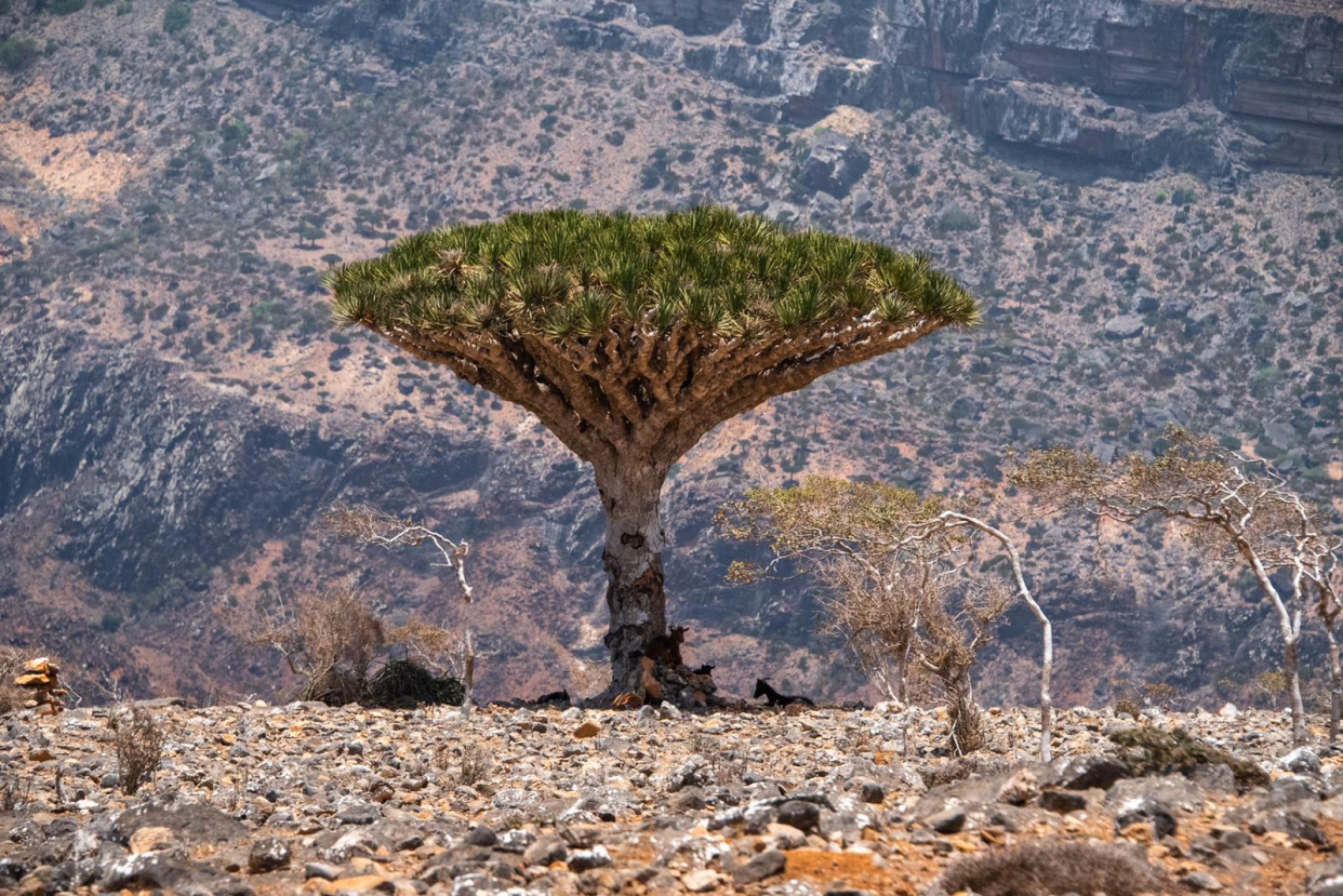 <p>A Dragon’s Blood Tree on the Diksam Plateau</p> (Valentina Morriconi)