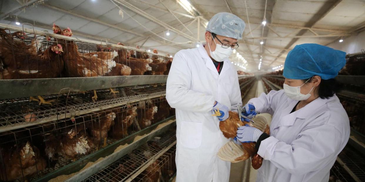 Staff wearing face masks vaccinate for chickens at a chicken farm amid novel coronavirus spread in China on March 5.