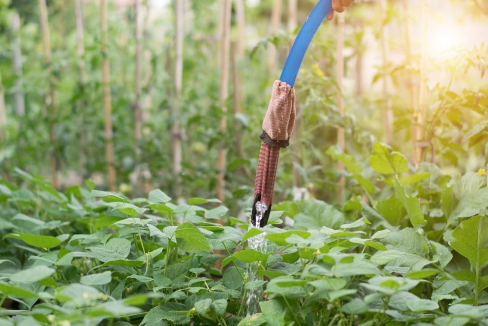 bed of green beans being watered by hose 