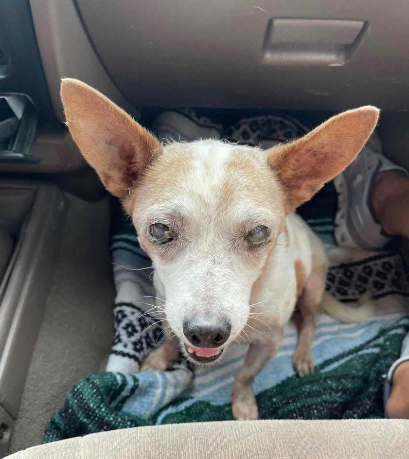 An elderly, visually impaired dog abandoned on the roadside by owner in Benson, Arizona.