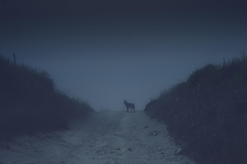 a big dog stands in the middle of a dirt road