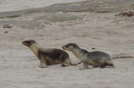 Recent studies show a warm patch of water off the West Coast may be affecting marine life off California. Here, two California sea lion pups, one fairly healthy and one emaciated.