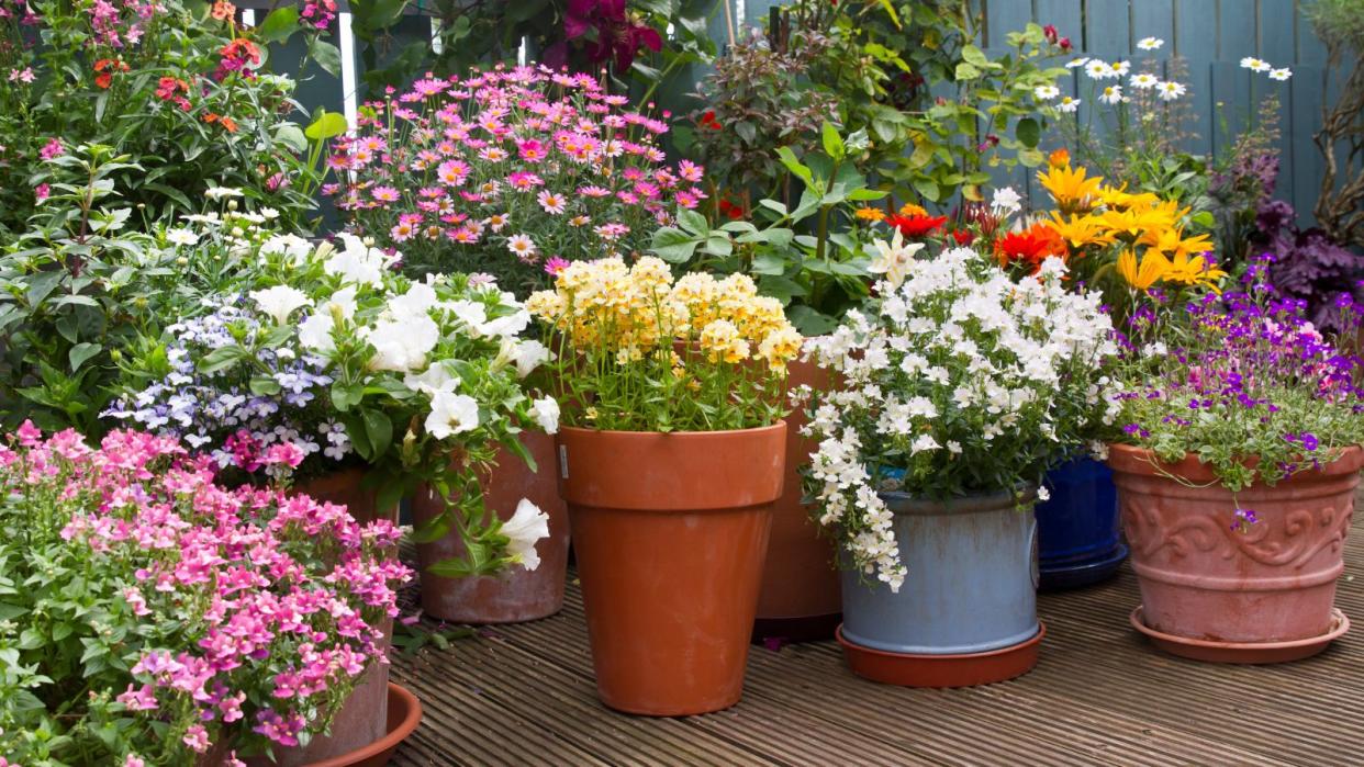  Potted plants on a patio 