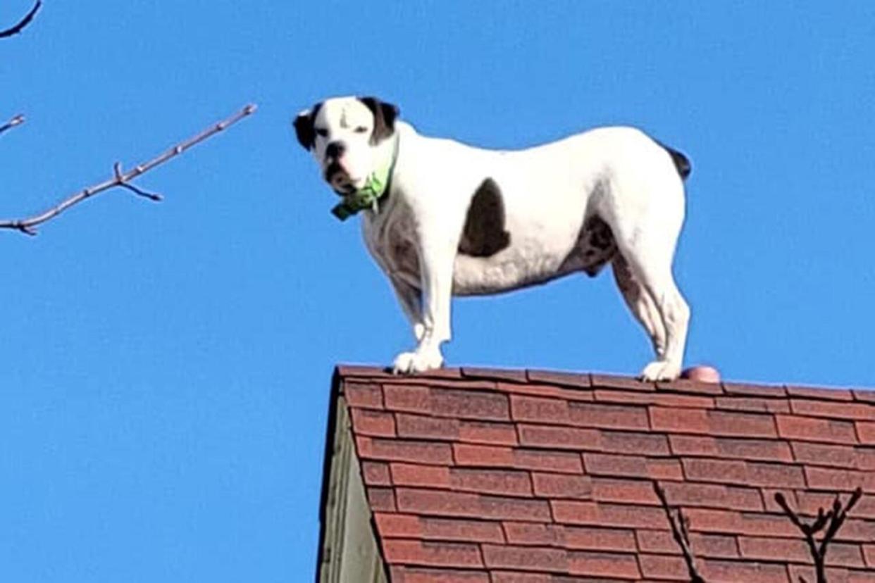 Dog standing on a roof on Laurel Street, Hazleton, Pennsylvania