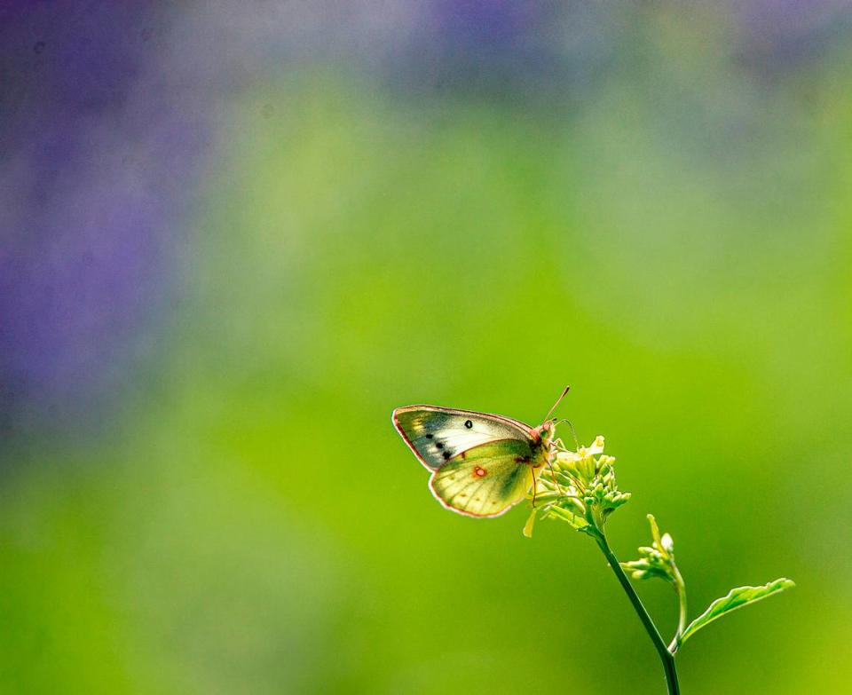 Butterflies fluttered about a field of bluebonnets in Granbury as the sun peeked out Sunday, March 17, 2024.