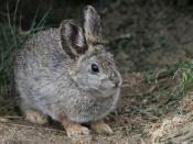 <p>These might look like your garden variety bunnies, but these endangered cuties, also known as Brachylagus Idahoensis, <a href="https://wdfw.wa.gov/species-habitats/species/brachylagus-idahoensis" rel="nofollow noopener" target="_blank" data-ylk="slk:will only grow to about 11 inches long and weigh only a pound at most;elm:context_link;itc:0;sec:content-canvas" class="link ">will only grow to about 11 inches long and weigh only a pound at most</a>, according to the Washington Department of Fish and Wildlife. </p>