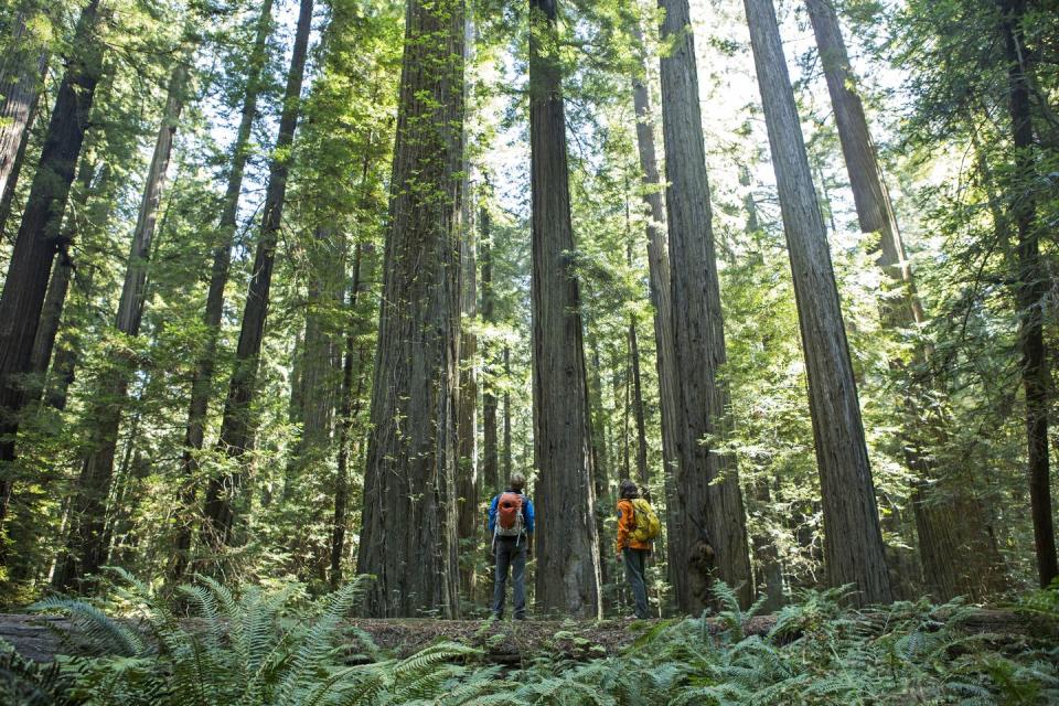 California: Tall Trees Grove Loop Trail